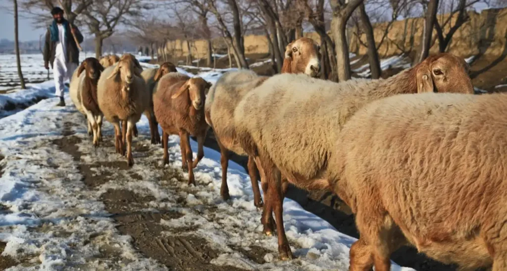 afghanistan SHEEP