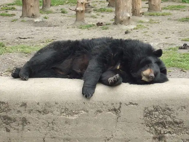 asiatic black bear