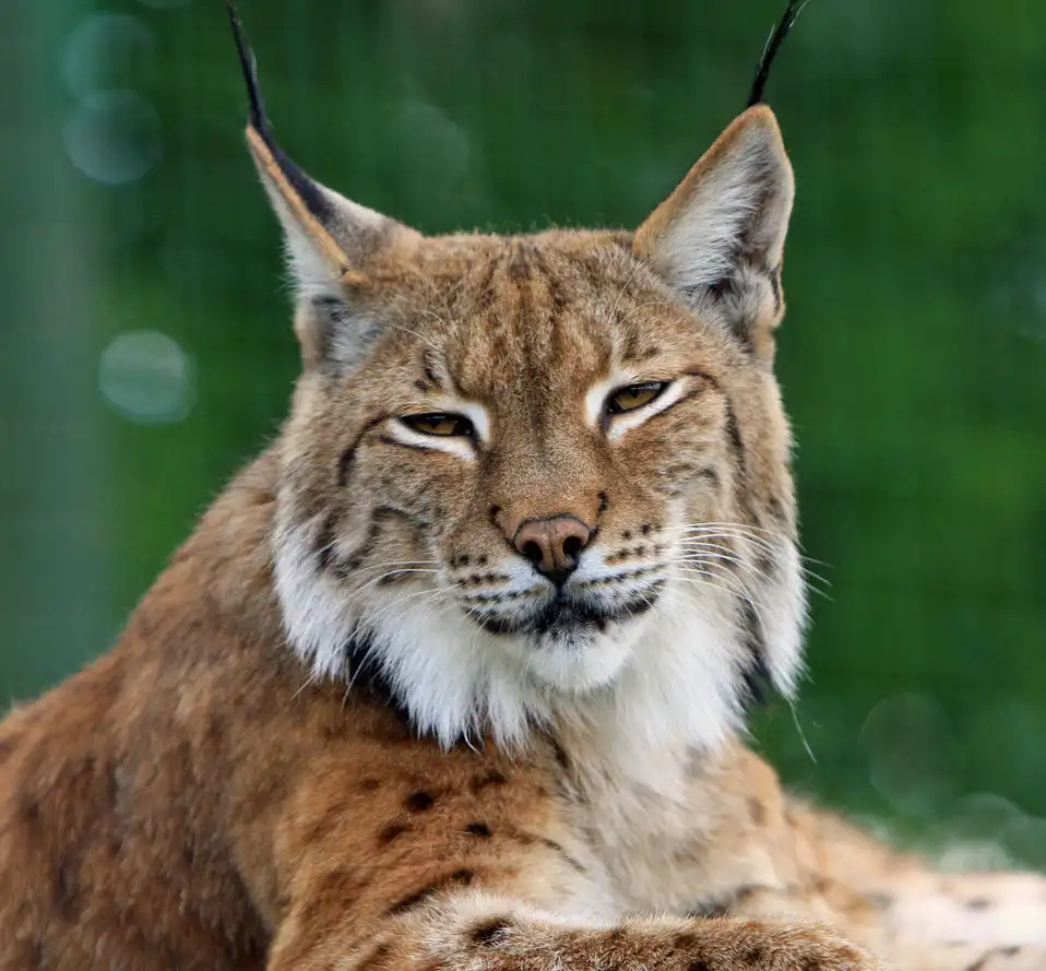 lynx is rare species found on high altitude