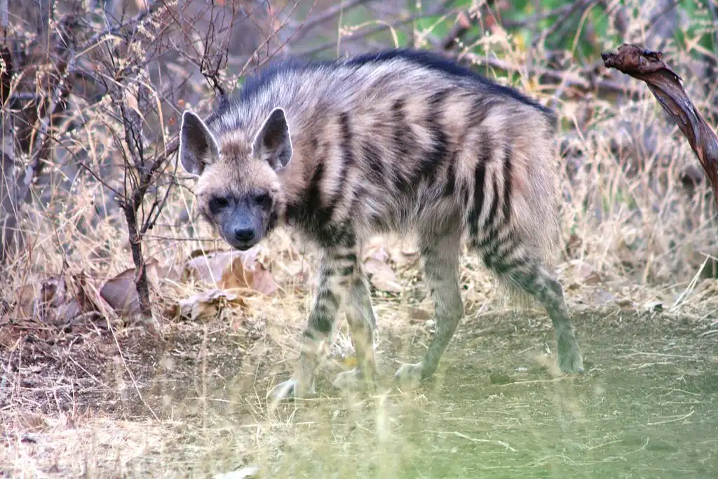 striped Hyena Hyaena hyaena