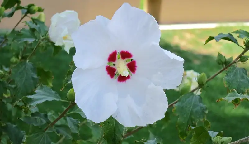 white flower of Afghanistan