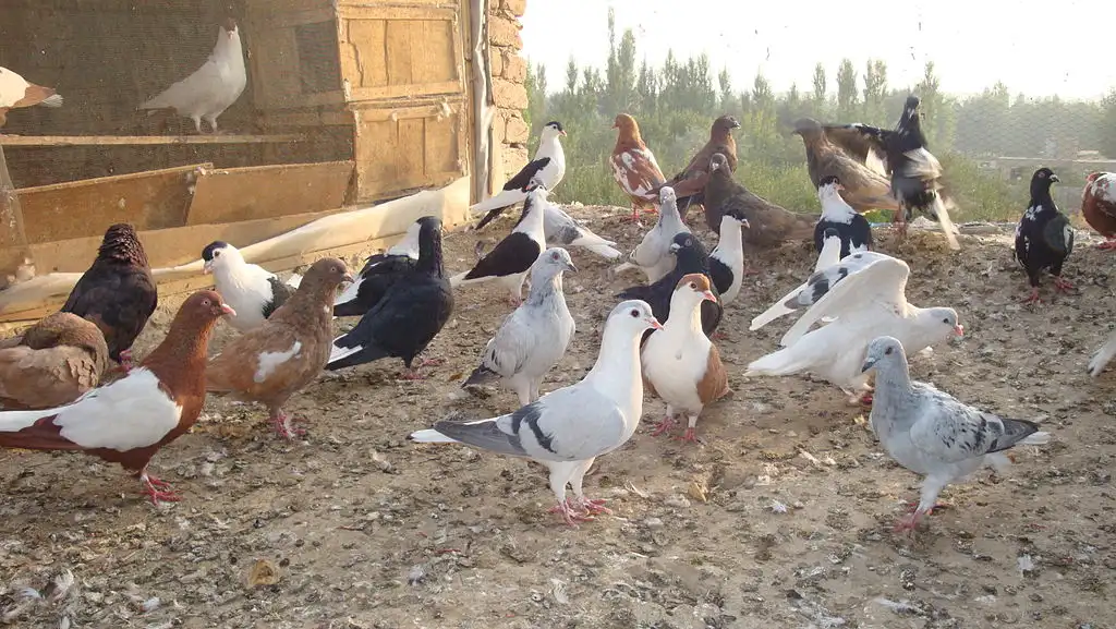 Afghan Pigeons