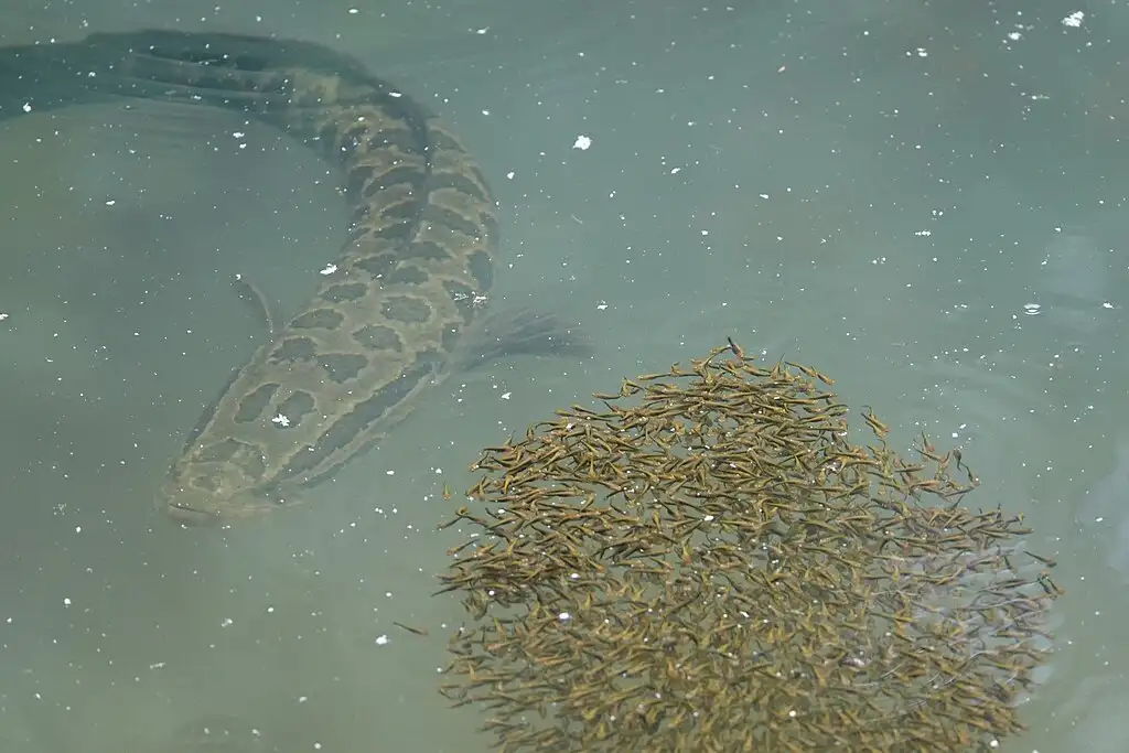 Snakehead fish