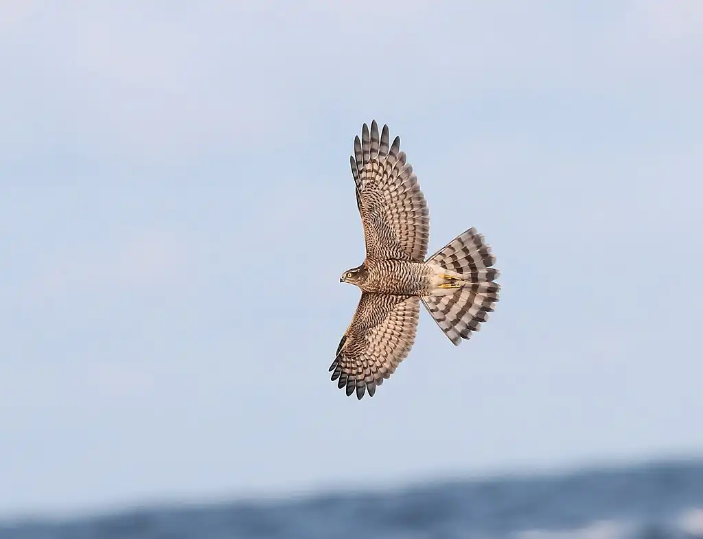 Sparrowhawk