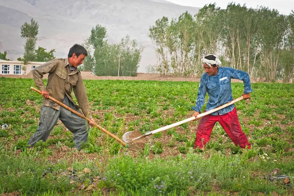 afghan farmers in bamyan