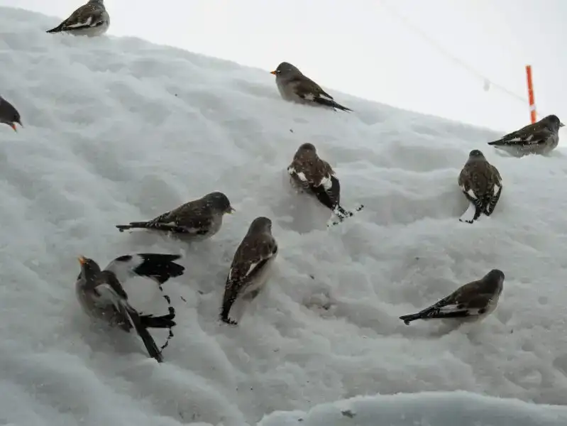 afghan snow finch