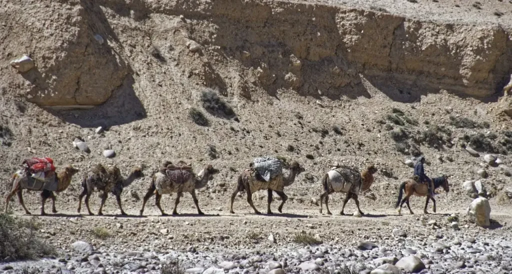 caravan CAMEL