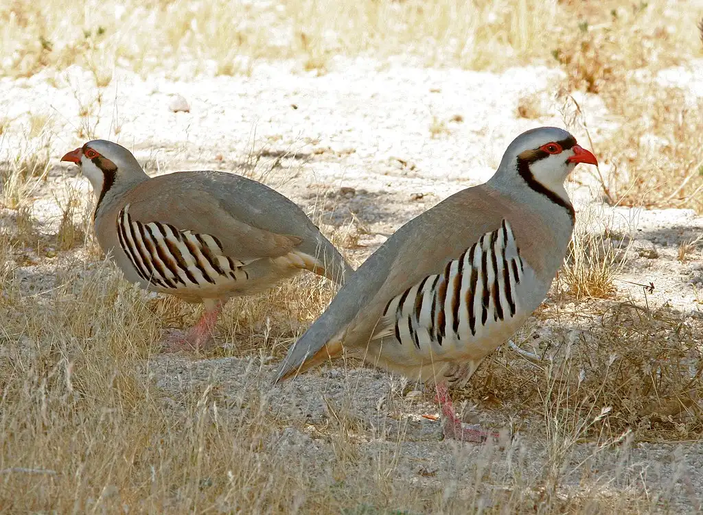 partridge