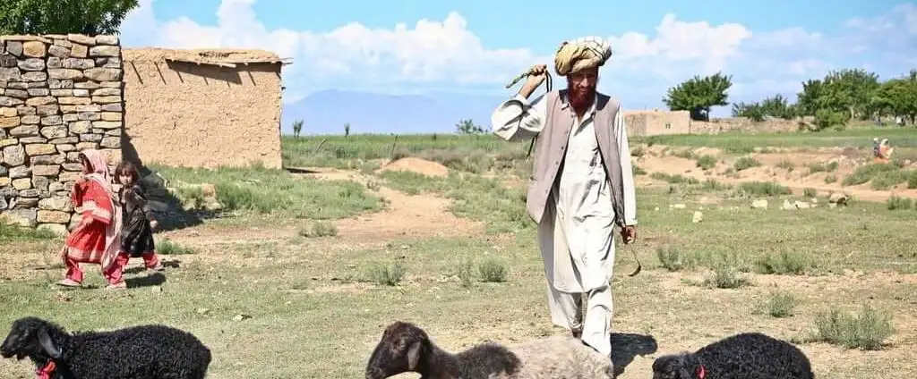 shepherd sheep man people